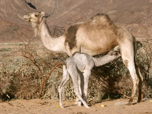 Dromedary camel
