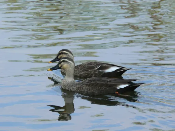 Eastern spot-billed duck
