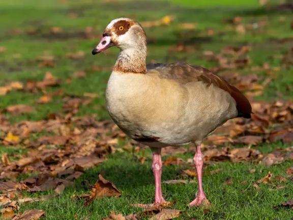 Egyptian goose