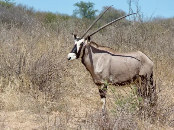 Gemsbok