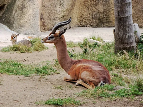 Gerenuk