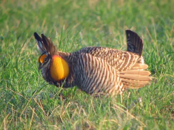 Greater prairie chicken
