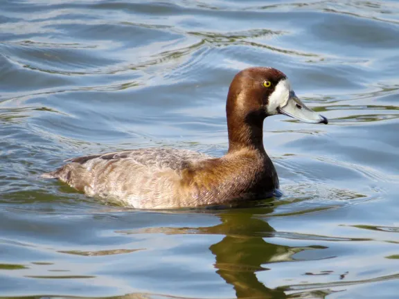 Greater scaup