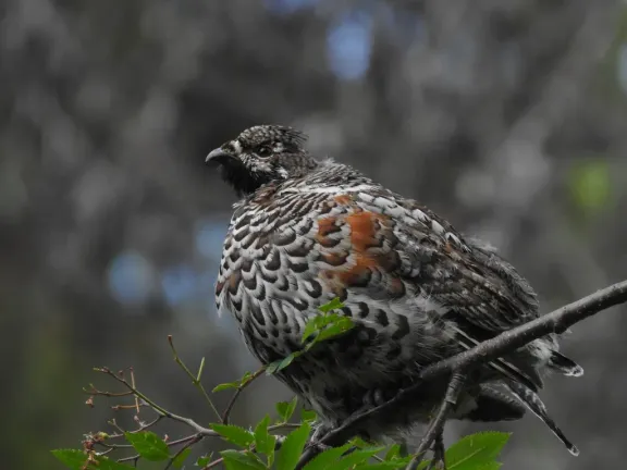 Hazel grouse