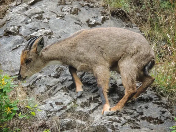 Himalayan goral
