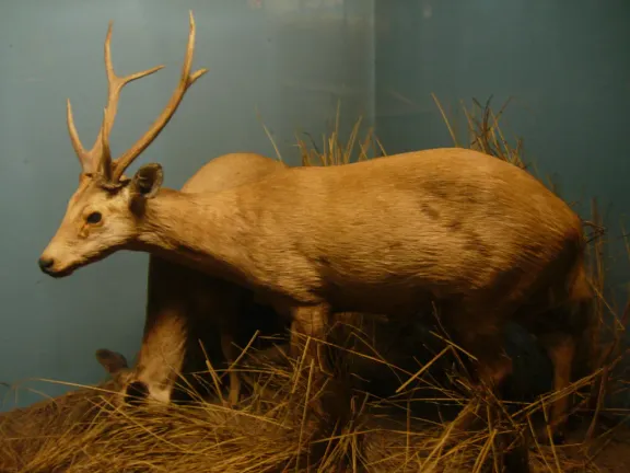 Hog deer