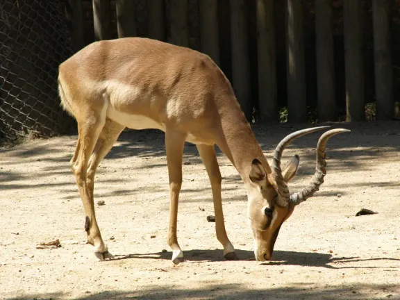 Impala