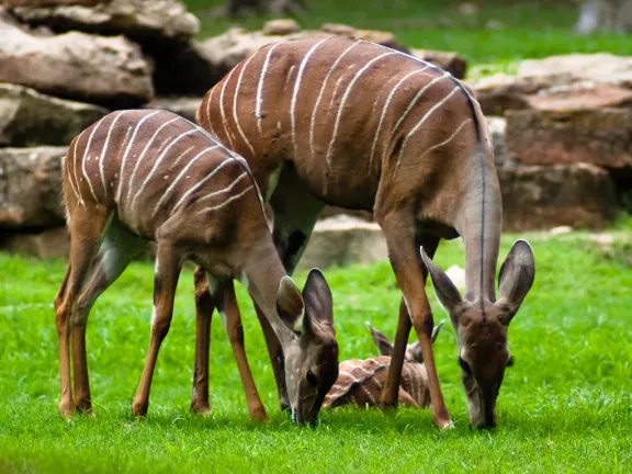 Lesser kudu