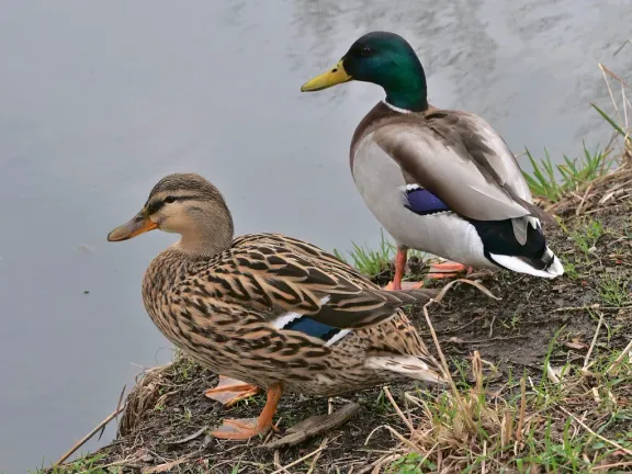 Mallard
