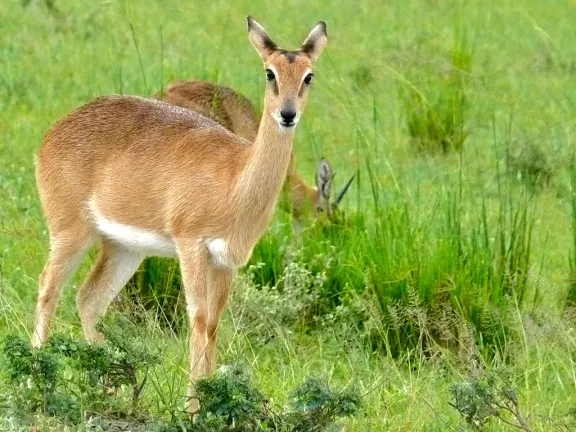 Oribi