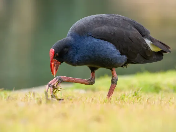 Pukeko