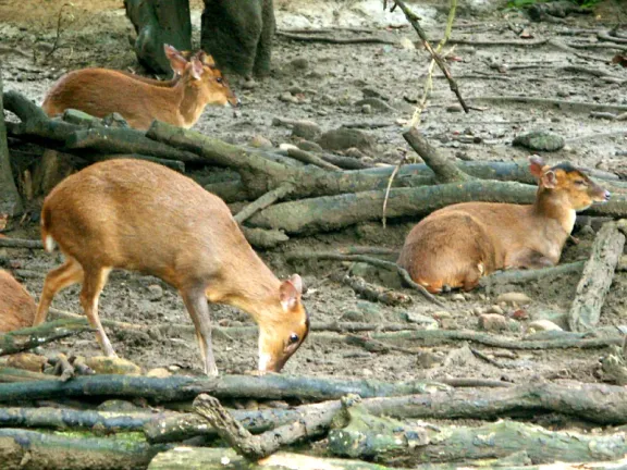 Reeves’s muntjac