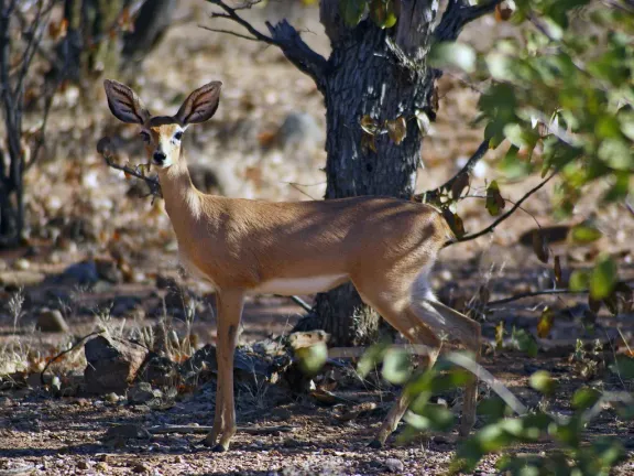 Steenbok