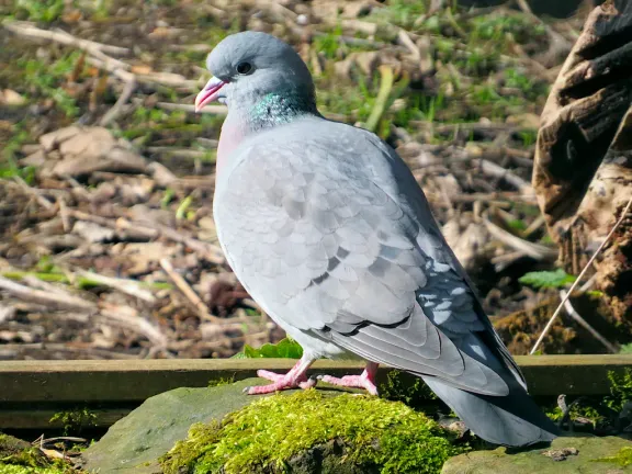 Stock dove