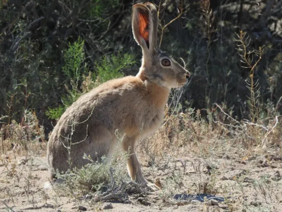 Tolai hare