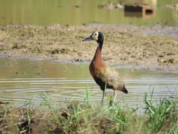White-faced whistling duck