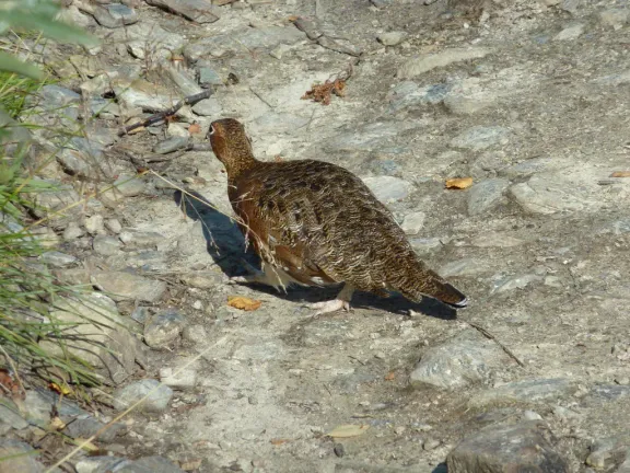 Willow ptarmigan