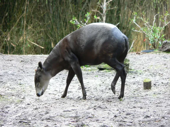 Yellow-backed duiker