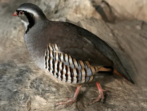 Rock partridge