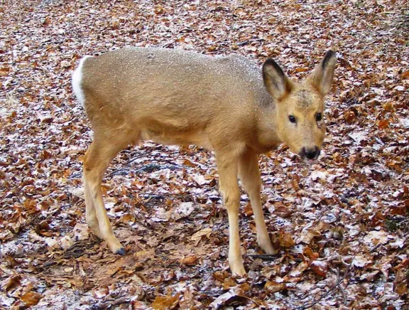 Siberian roe deer