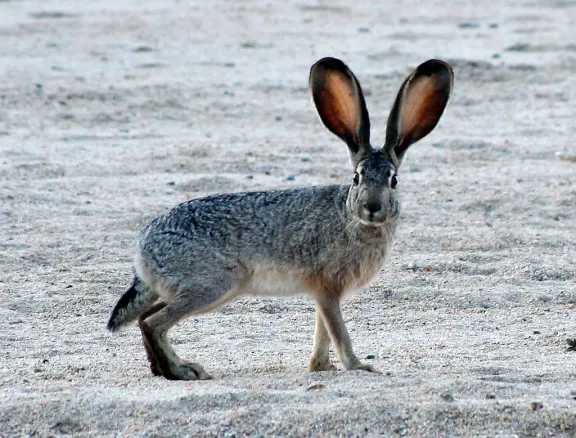 Black-tailed jackrabbit