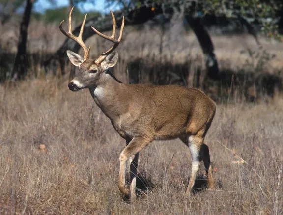 Whitetail deer