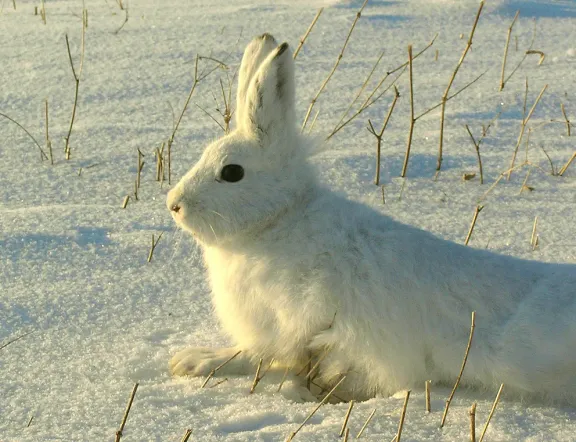 Mountain hare