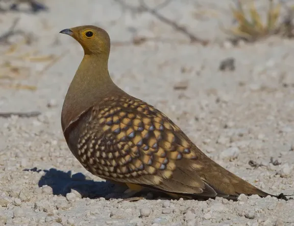 Namaqua sandgrouse