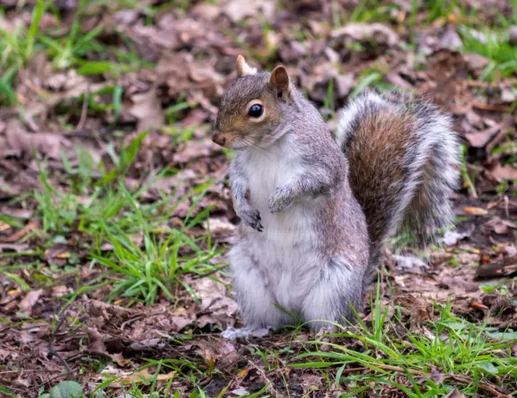 Eastern gray squirrel