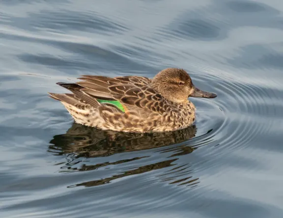 Green-winged teal