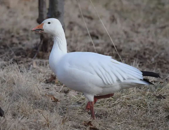 Snow goose