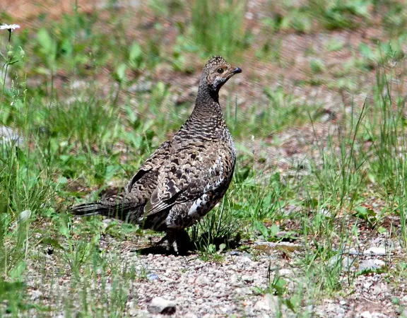 Dusky grouse
