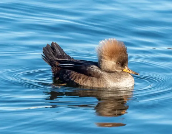 Hooded merganser