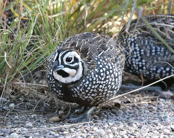 Montezuma quail