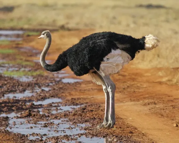 Common ostrich