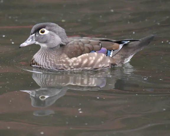 Wood duck