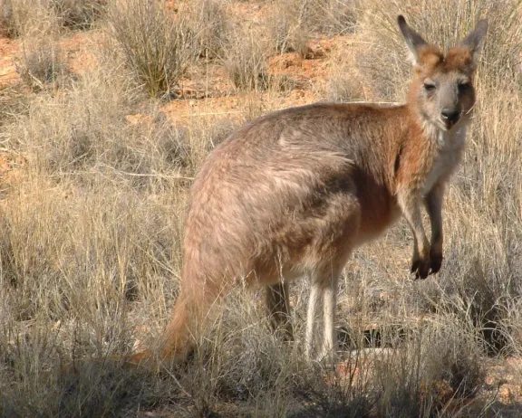 Common wallaroo