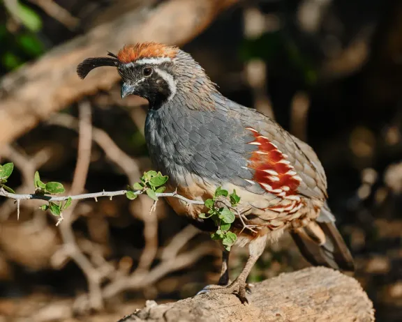 Gambel’s quail