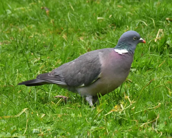 Common woodpigeon