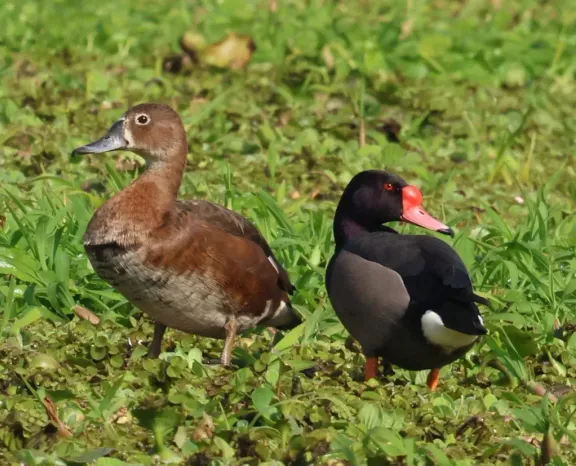 Rosy-billed pochard