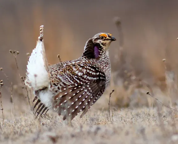 Sharp-tailed grouse