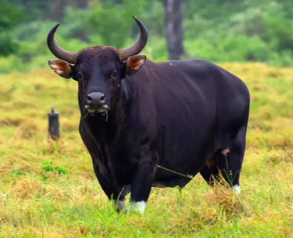 Banteng
