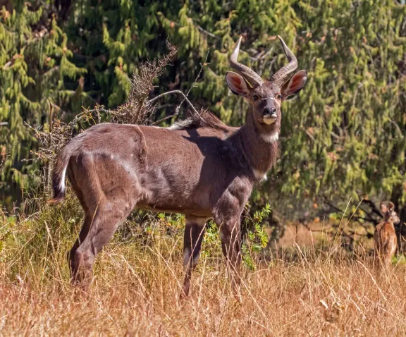 Mountain nyala