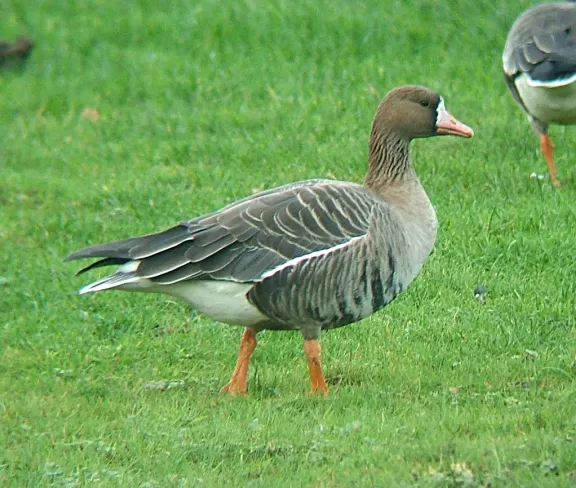 Greater white-fronted goose