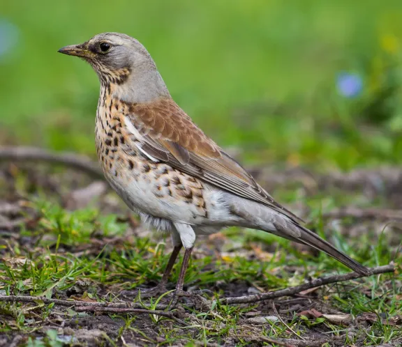 Fieldfare