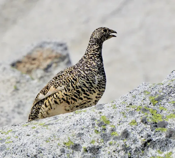 White-tailed ptarmigan