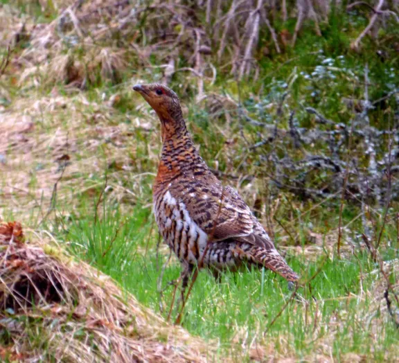 Western capercaillie