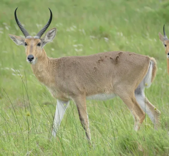 Common reedbuck