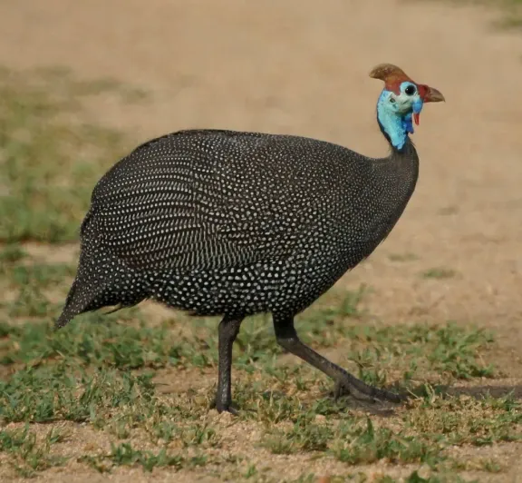 Helmeted guineafowl