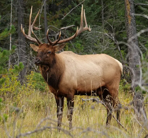 Elk (wapiti)